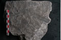 Foto (Detailansicht) von Calamites communis Ettingshausen (NHMW-GEO-2024-0188-10978)